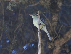 Empidonax difficilis insulicola