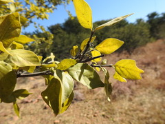 Vanguerieae