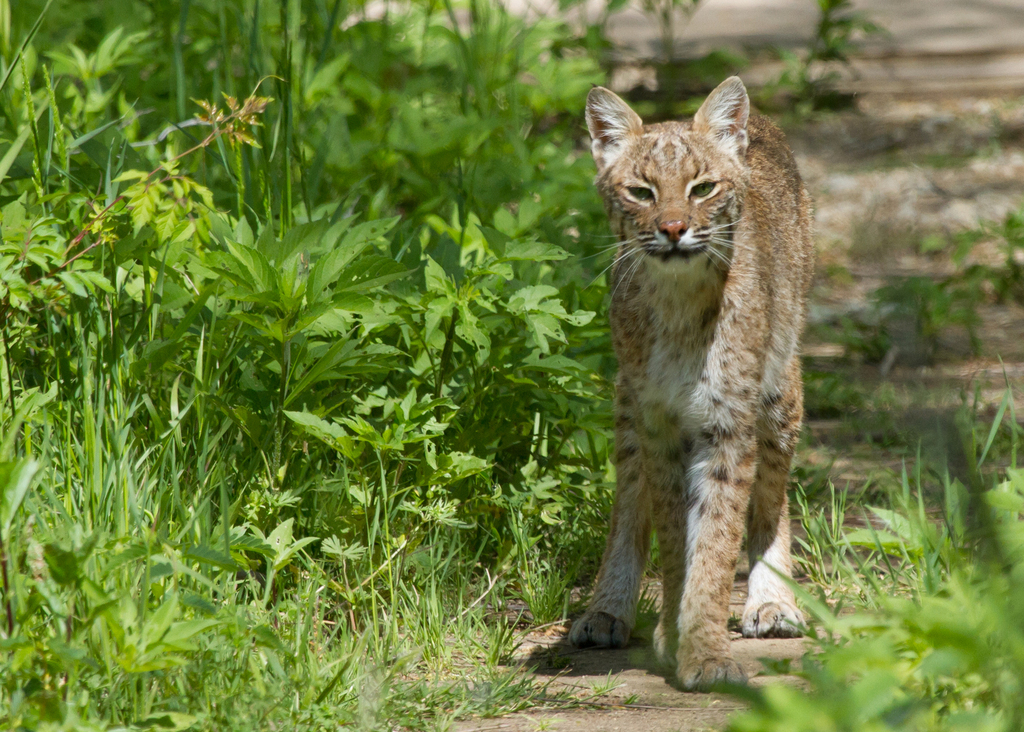 Bobcat (Mammals of Alabama) · iNaturalist