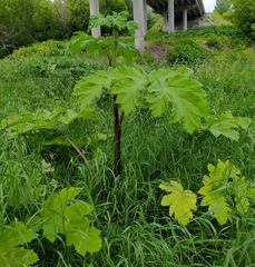 Heracleum sosnowskyi