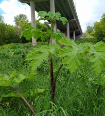 Heracleum sosnowskyi