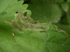 Agromyza pseudoreptans