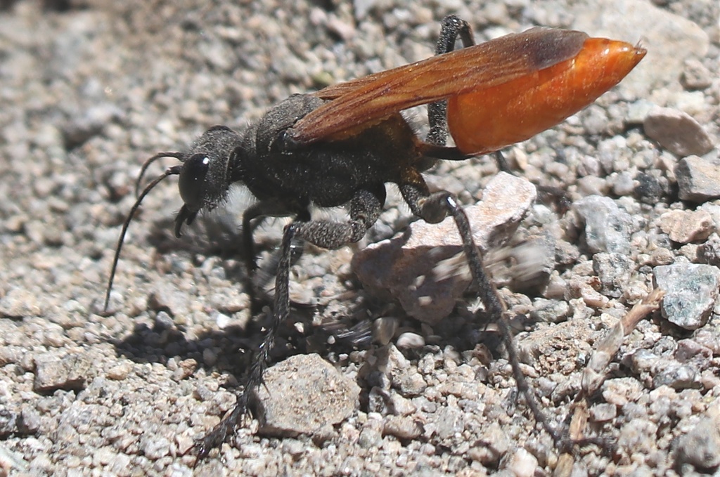 Palmodes praestans