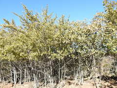 Vanguerieae