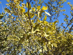 Vanguerieae