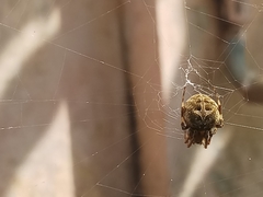 Araneidae