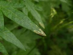 Liriomyza artemisicola