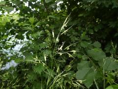 Lolium giganteum