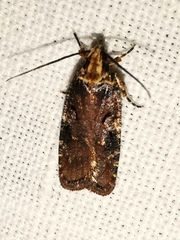 Agonopterix liturosa