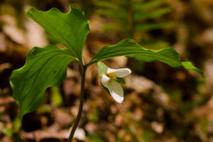 Trillium catesbaei