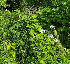 Humulus lupulus