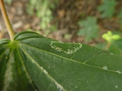 Phyllonorycter joannisi