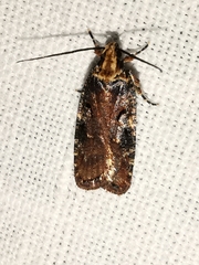 Agonopterix liturosa