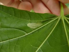 Phyllonorycter joannisi