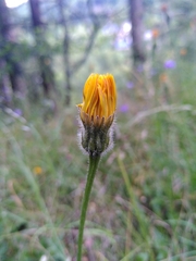 Hypochaeris maculata