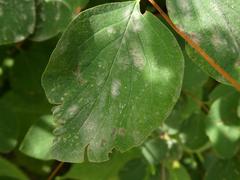 Erysiphe symphoricarpi