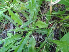 Hypochaeris maculata