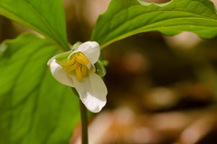 Trillium catesbaei