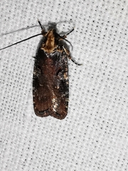Agonopterix liturosa