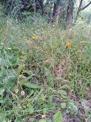 Hypochaeris maculata