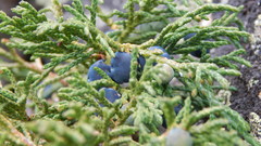 Juniperus pseudosabina