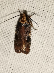 Agonopterix liturosa
