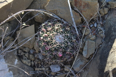 Mammillaria meiacantha