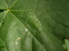 Phyllonorycter joannisi