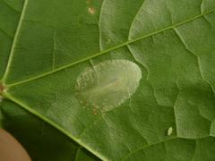 Phyllonorycter joannisi