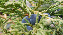 Juniperus pseudosabina