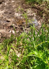 Scirpus sylvaticus