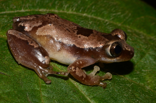 Brown Banana Frog - Photo no rights reserved, uploaded by Marius Burger