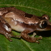 Brown Banana Frog - Photo no rights reserved, uploaded by Marius Burger