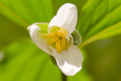 Trillium catesbaei