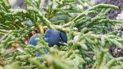 Juniperus pseudosabina