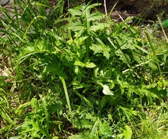 Cirsium oleraceum