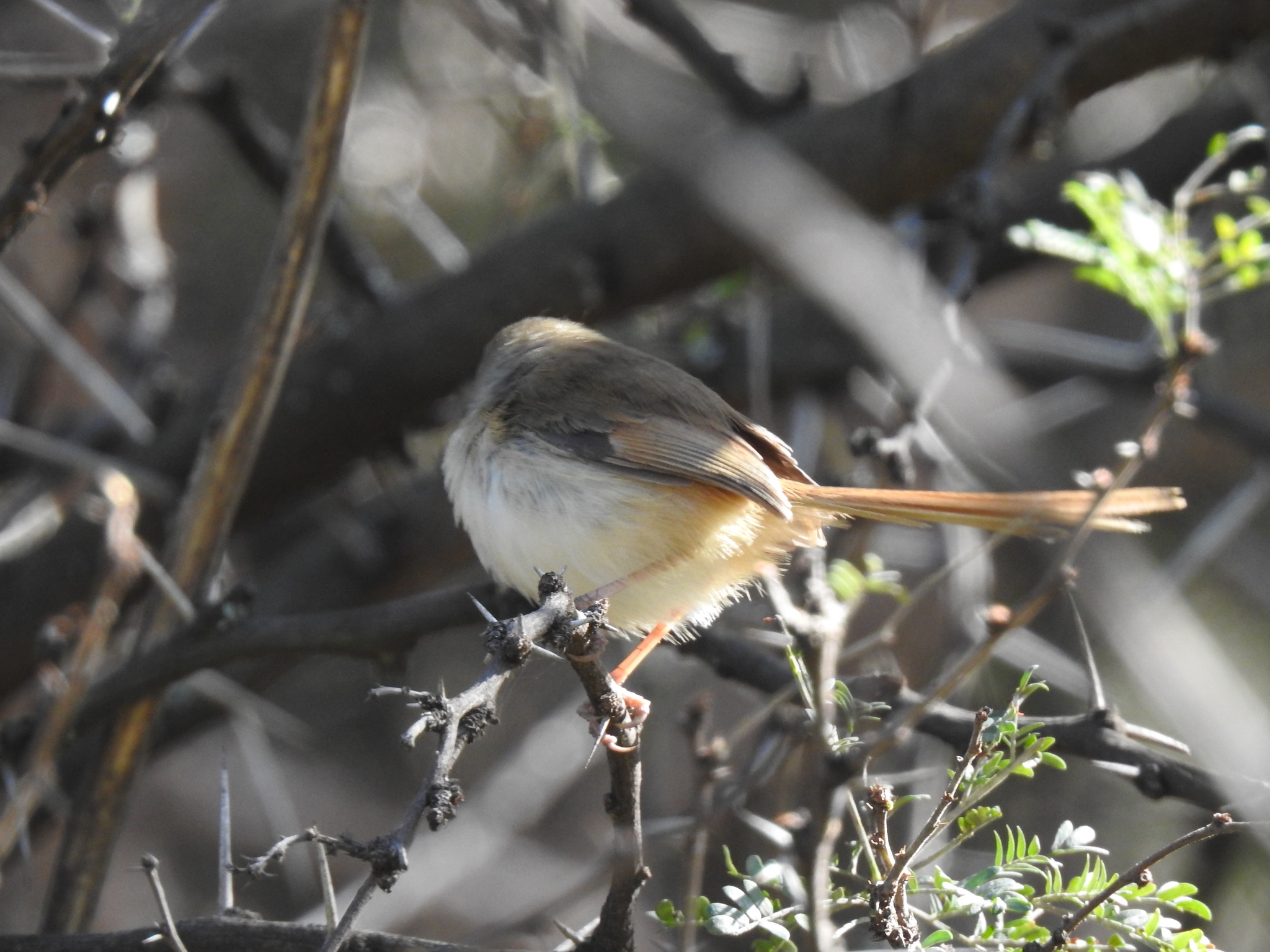 Tawny-flanked Prinia