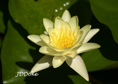 Nymphaea × marliacea