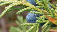 Juniperus pseudosabina