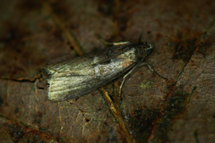 Sciota fumella
