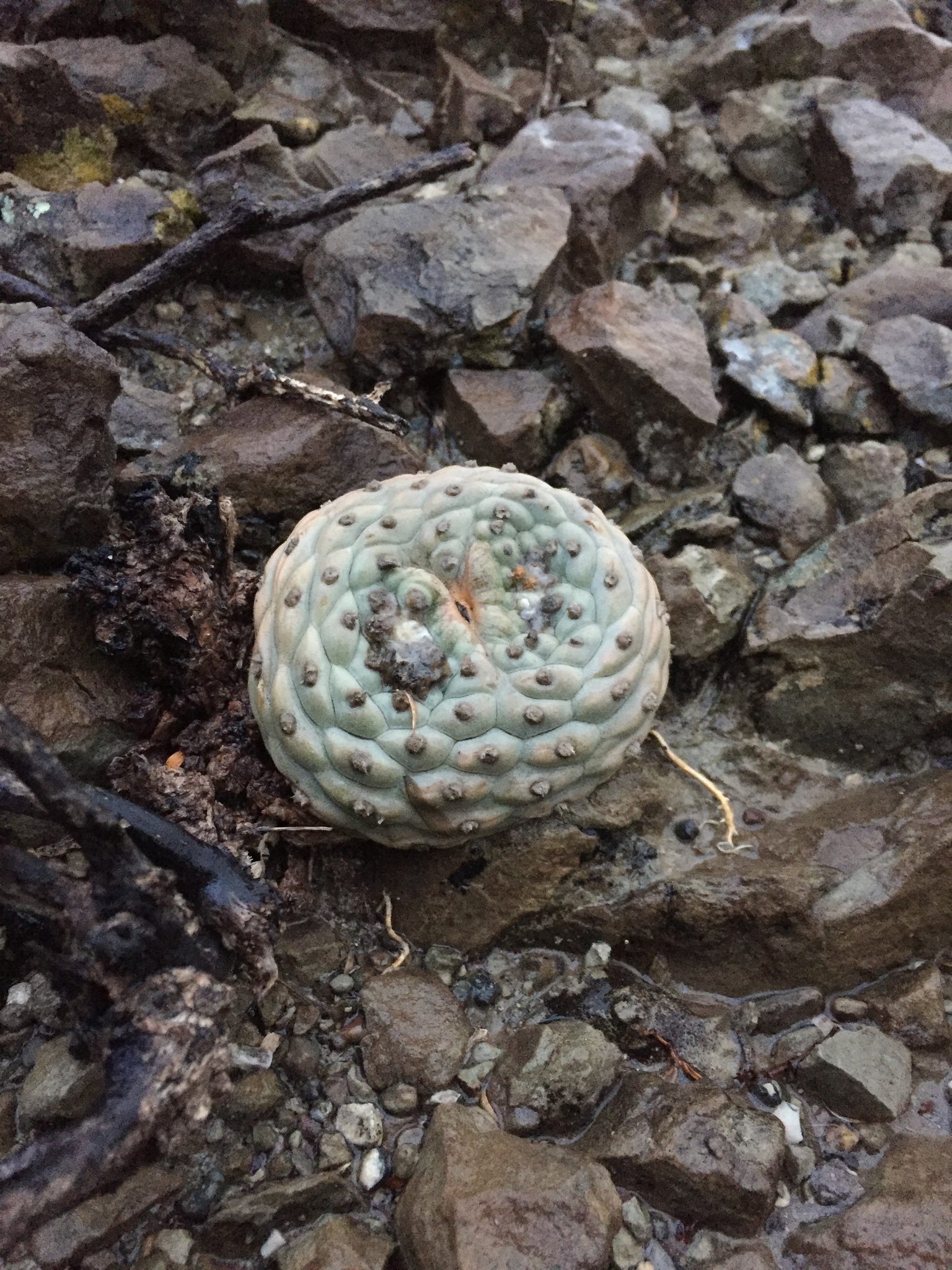 Peyote (Lophophora fricii)