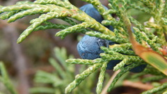 Juniperus pseudosabina
