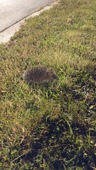 Erinaceus europaeus