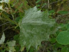 Erysiphe cruciferarum