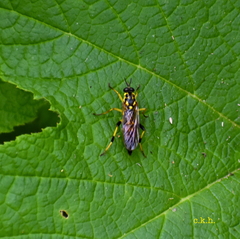 Xylomya terminalis