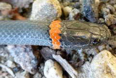 Diadophis punctatus modestus