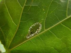 Phyllonorycter joannisi