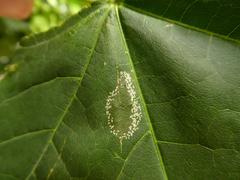 Phyllonorycter joannisi