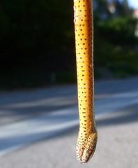 Diadophis punctatus modestus