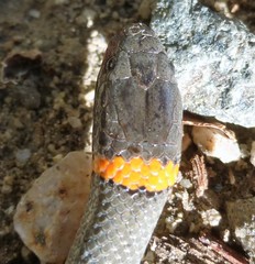 Diadophis punctatus modestus